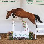 Essequibo HK - Dni Polskich Koni Sportowych - Kujawsko-Pomorski Czempionat Użytkowy, Jarużyn K. Bydgoszczy, 26.04.2025