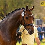 Rockson<br /><i>fb Hannoveraner Verband e.V.</i>