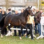 Tamino<br /><i>fb Hannoveraner Verband e.V.</i>