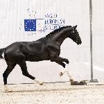 Fürst Feliciano PS - AES Grading Poland 2026