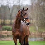 Vito<br />&copy; Helgstrand Dressage