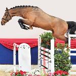 Dourkhan's All In<br /><i>https://www.clipmyhorse.tv/en_EU/horse/cd526d9d-a655-4db5-be48-145b7d29d64c</i>