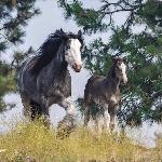 PRR Empress of Glamour<br />&copy; Ponderosa Ridge Ranch<br /><i>PRR Empress of Glamour z matką SD Glitz and Glamour</i>