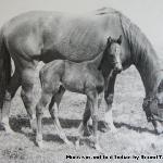 Moccasin - Moccasin i Indian