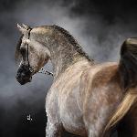 AV Cloud Dancer